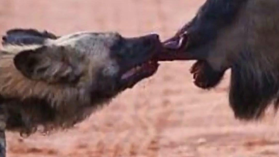 小马合集 小马合集请提供更多细节