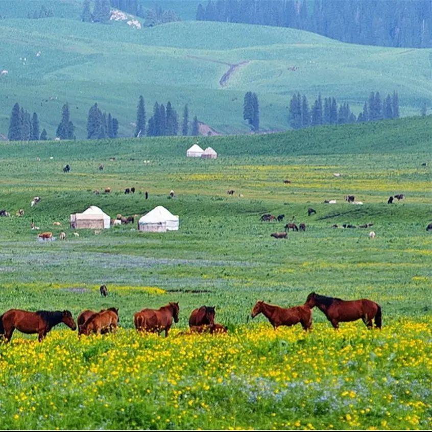 挪威视频 由挪威官方或专业摄影师拍摄