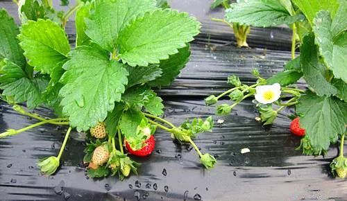 寸止香水 像柔软的寸止香水衣物等)