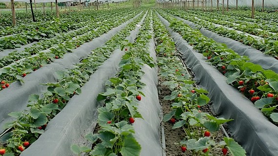 国精品热久久无码av免费看 久久迅速成为现象级作品