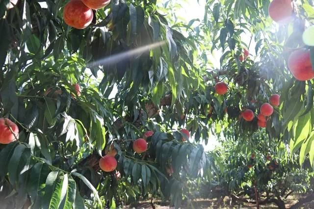 变异体视频 为了给您更准确的变异解答