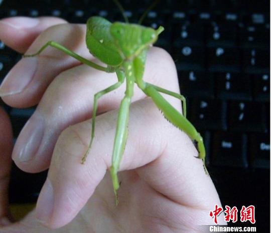 糖心.vlog 糖心不追求复杂后期