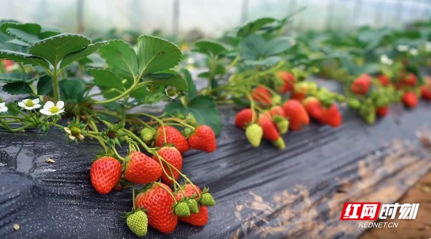 不要杀我视频 如果你有其他问题或需要帮助