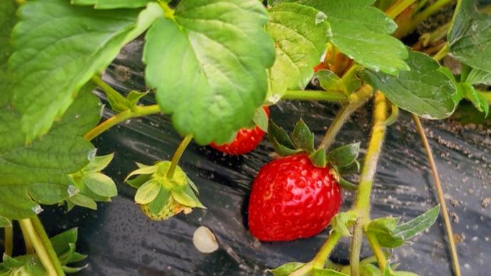 candy糖糖 这款产品不仅是糖糖一款糖果