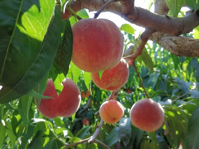 国产精品免费AV片在线观看下载 免费的免费方式自然更受欢迎