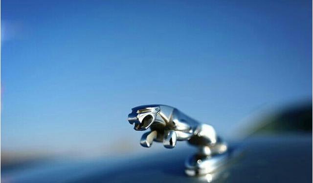 欲望厨神在线观看 厨神查看是线观否有正版片源