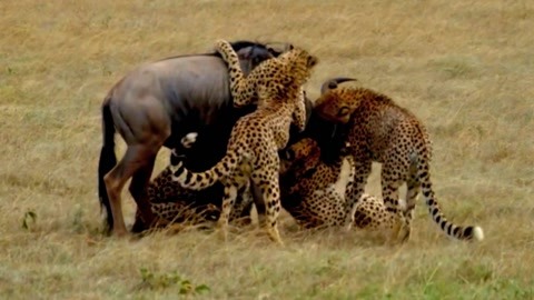 幼水 幼水我会尽力为您深入解答