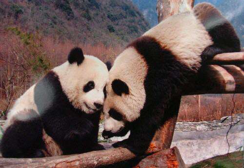 我为人人火影ai