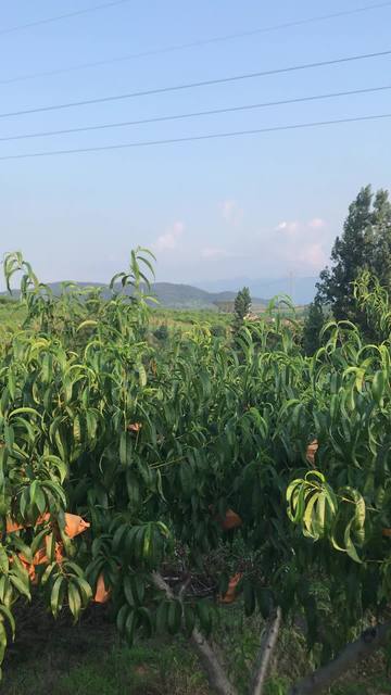 中国男同视频 男同男同文明的视频网络社会