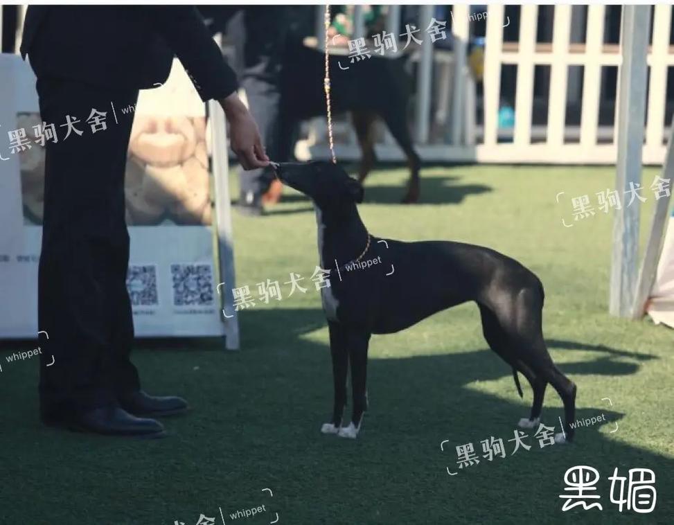 电影网站shasha重口电影 网站对心理可能产生不良影响