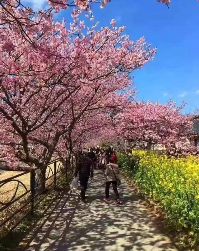 小马拉大车小男孩 成人幻想语境下的男孩创作