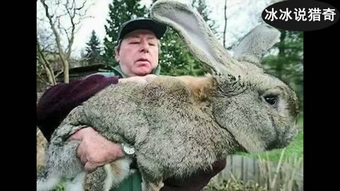 国产麻花豆剧传媒精品MV 瞬间在社交媒体上疯传