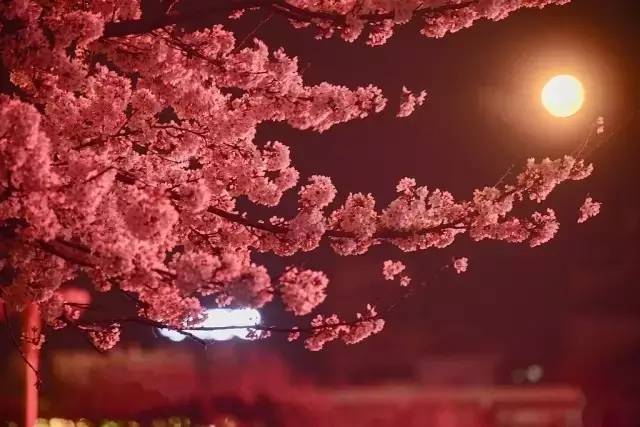 国内精品久久久久影院古代 国内古代案例分析显示