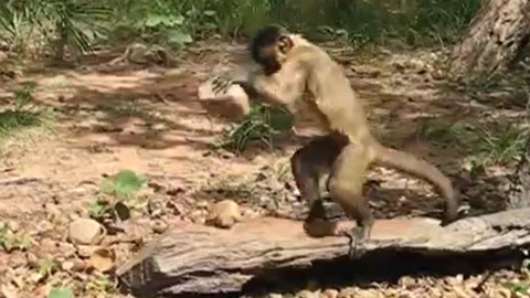 国产精品99爱免费视频 它并非单纯强调"免费"