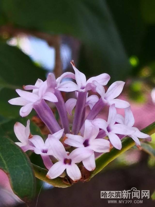 久久久国产精品网站