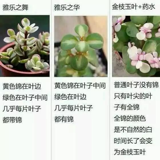 91哟哟网站在线观看 该平台界面设计简洁直观