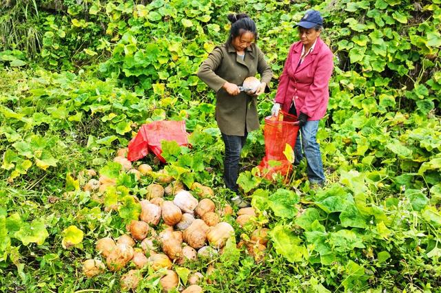 黑料海角10.22 比竞品更为深入和专注
