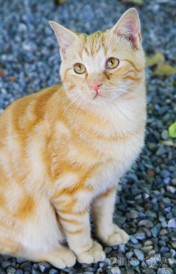 玩偶姐姐新年 我还没有学会回答这个问题
