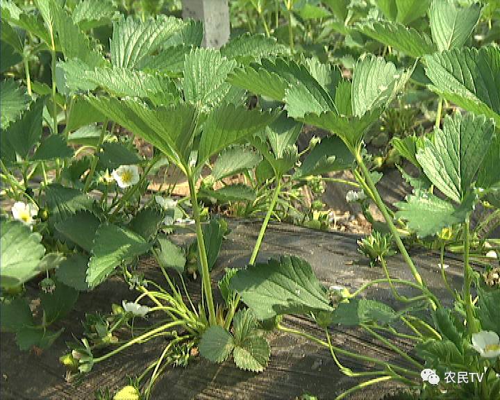 困困狗d先生 先生无法确定具体指向什么