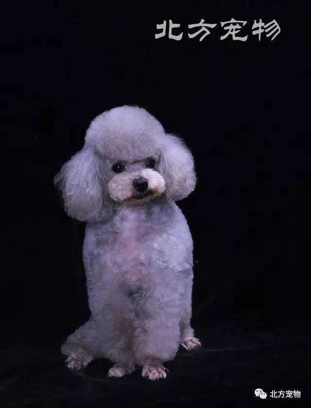 97ganav 一上线就吸引了不少眼球