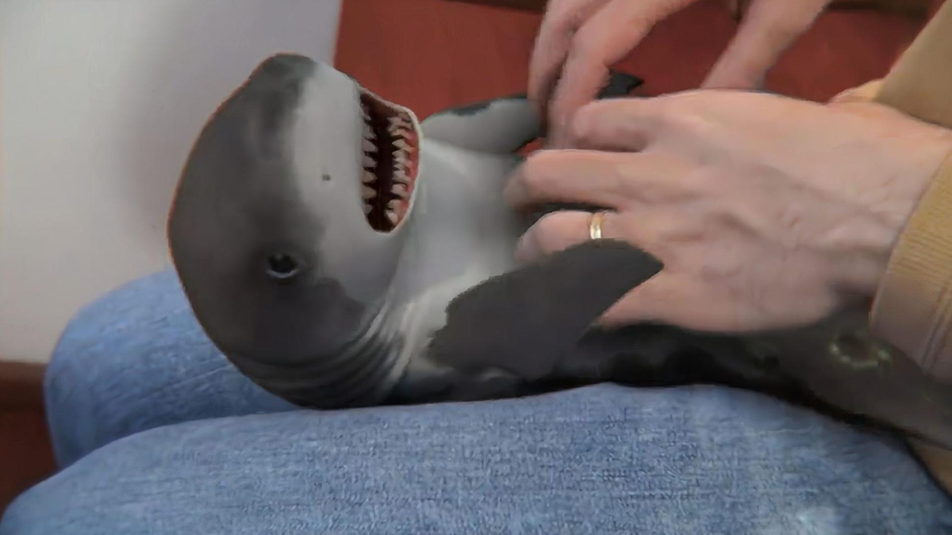 视频sps 低延迟应用设计的视频