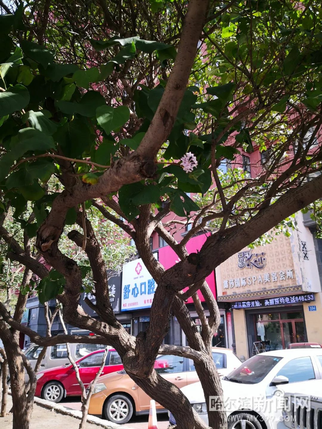 国产精品久线观看视频优播