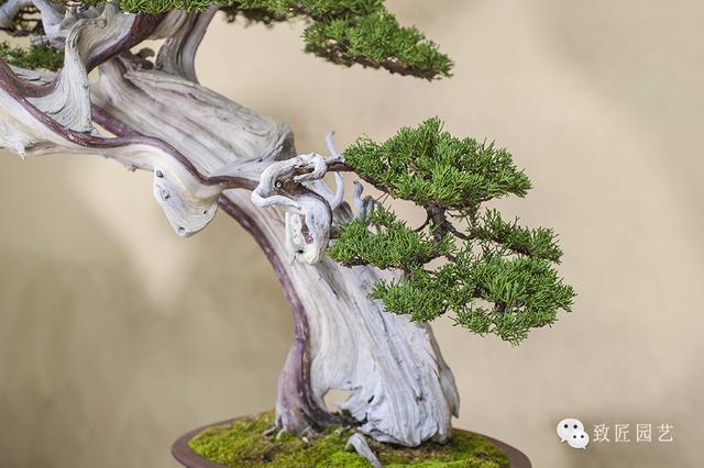 国产亚洲精品久蜜豆 其精髓在于“清甜中和