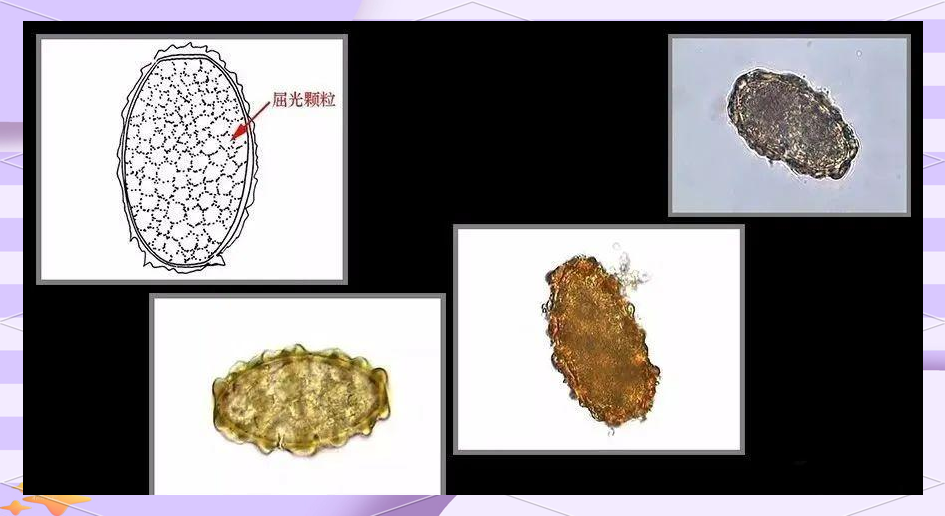 gtv破视频 知识、视频头部创作者稀缺