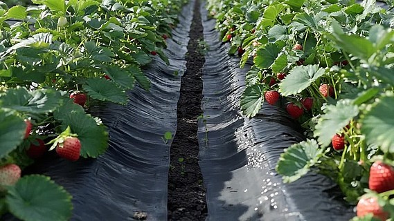 亚洲欧美日韩国产成人精品影院 