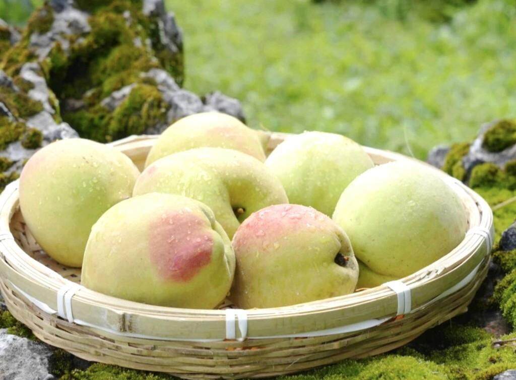 菠萝菠萝蜜视频在线观看免费观看高清