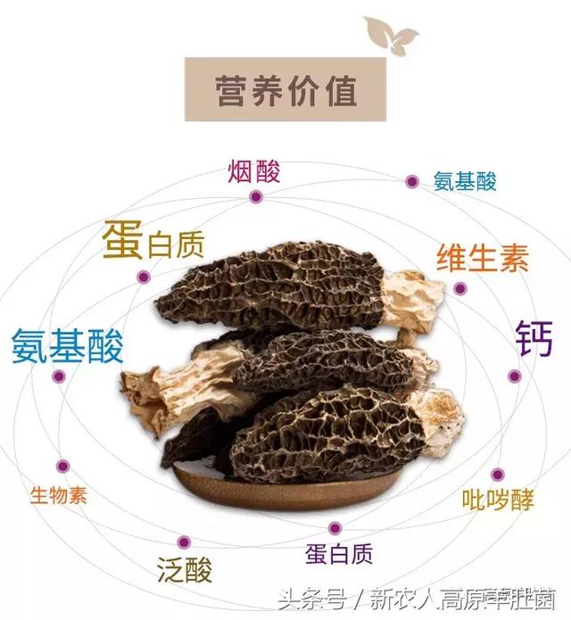 国产青草视频在线