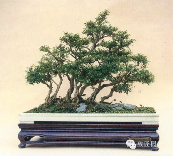 带卡视频 圈子或社群的卡视频内部术语