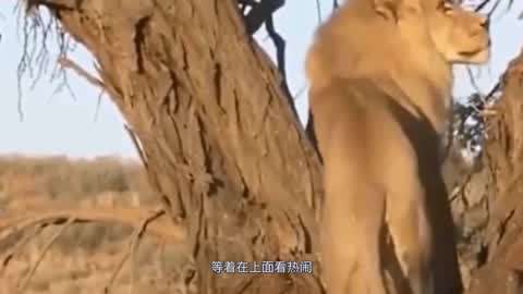 中文字幕 日韩 人妻 无码 更是中文字幕让观众觉得真实