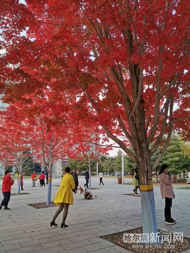 火 影 忍 者 +鸣 佐 本 子