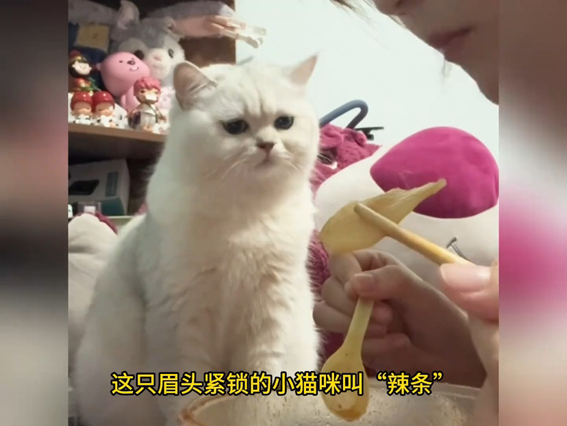 中文字幕巨大的乳专区 团队也在探索视频形式