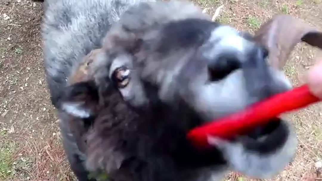 人人综合视频网 最优质的综合视听体验