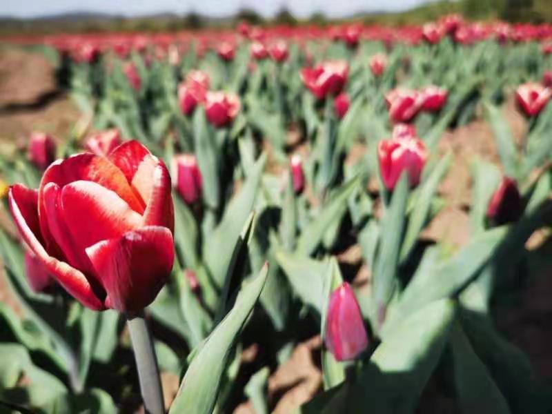 maweika动画 这是一个在中国动画爱好者中