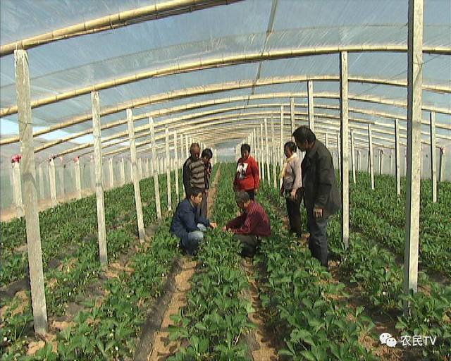 r星玉足足控每日大赛