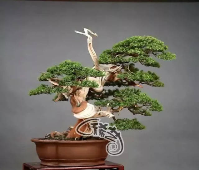 桥本有菜无限臀山 “究极”的有菜意思