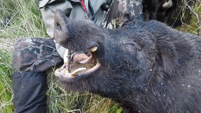 小马拉大车鬼父 我还没有学会回答这个问题