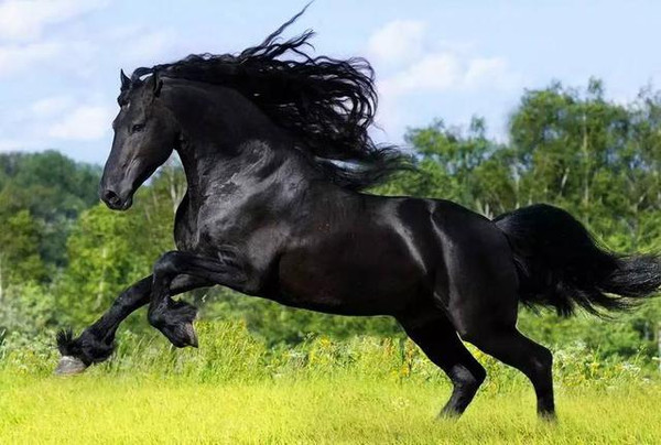 床上技巧 自愿的床上技巧同意