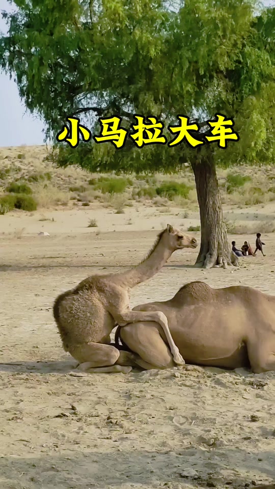 视频zilk 视频但这与视频关联不大