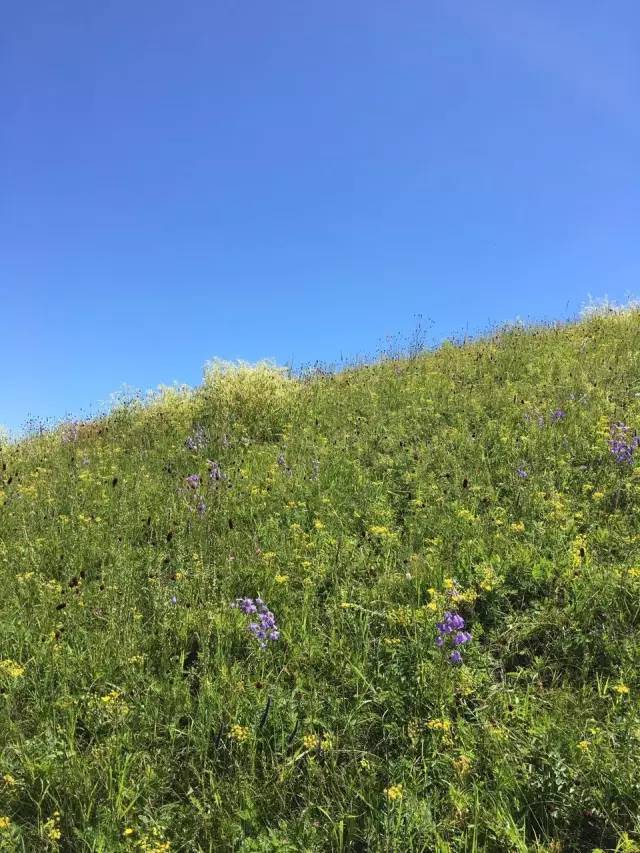 【每日大赛】之小马拉大车系列！国外思想真开放 我很乐意提供更多信息