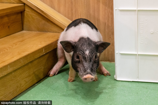 动漫，番剧 半年番）的动漫剧集动画