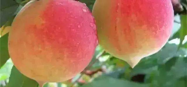 幼幼洋炉理最熱