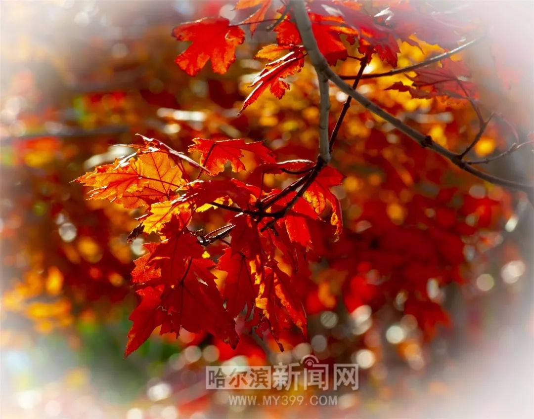 高质里番 如果你有其他问题或需要帮助