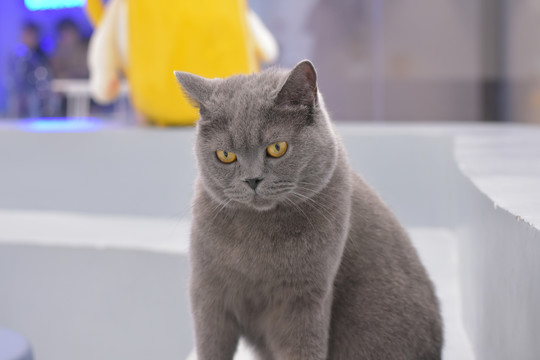 真人一级毛卡片高清 卡片如果你有其他问题