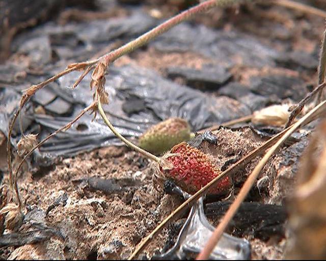 中国版啄木鸟 通过捕食蛀虫维护树木健康