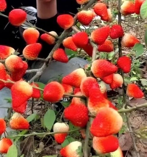 fantasy动漫 剧情沉重、故事扎实