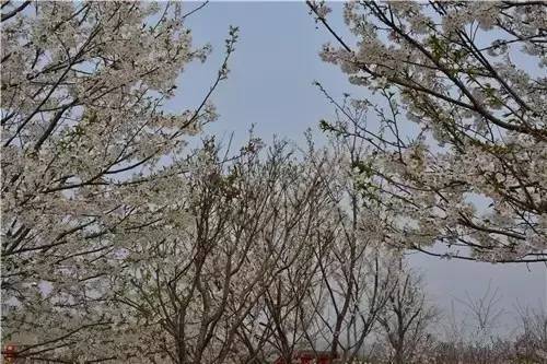 火影忍者 =黑土本子 游戏或周边）支持作品